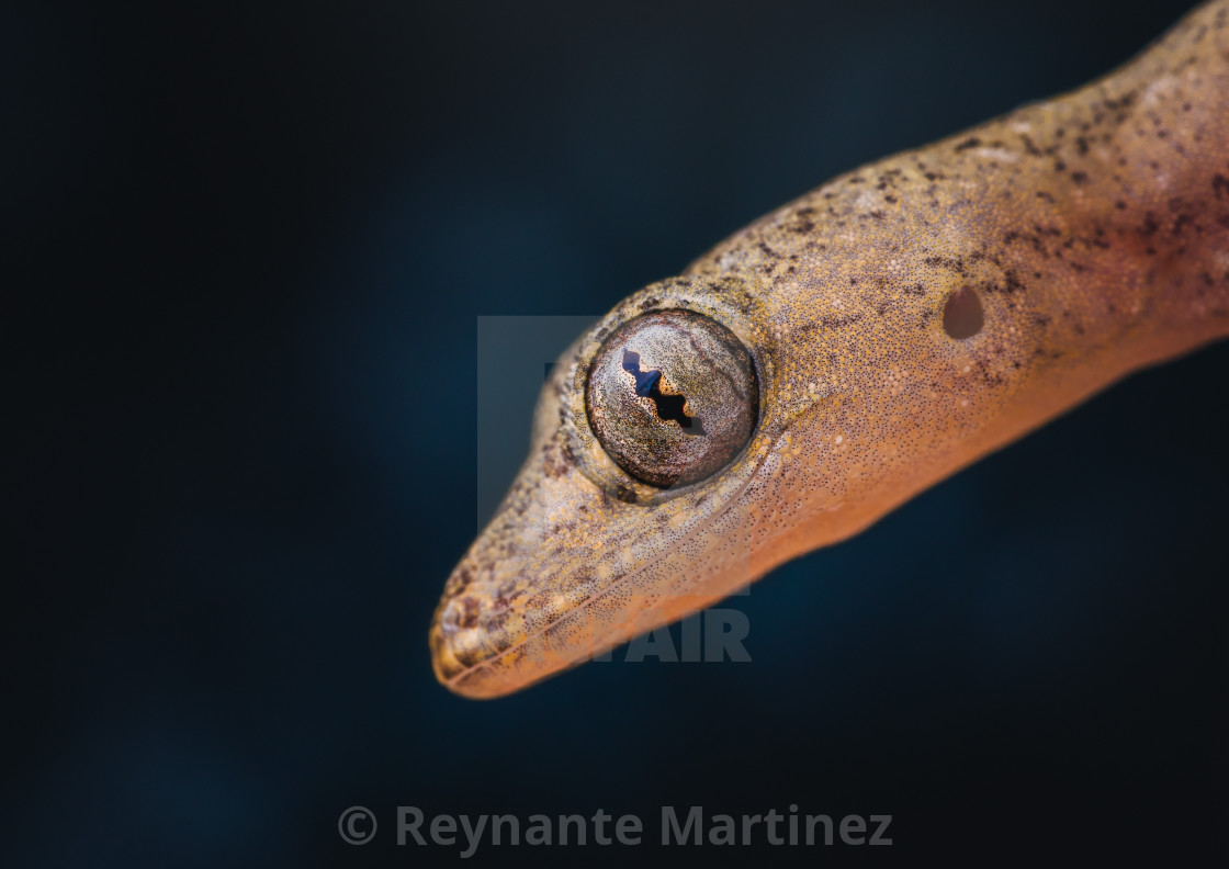 "Closeup of a Juvenile Lizard" stock image