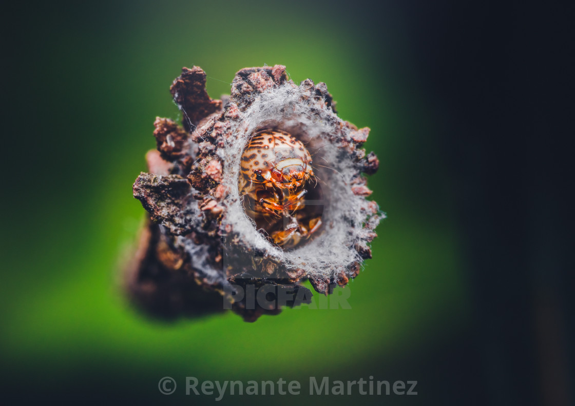 "Closeup of a Bagworm Moth Larva" stock image