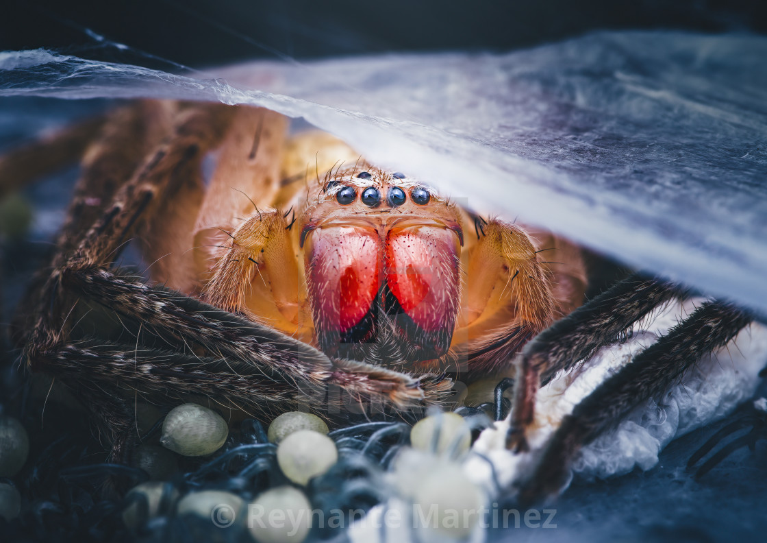 "Closeup of a Mother Huntsman Spider" stock image