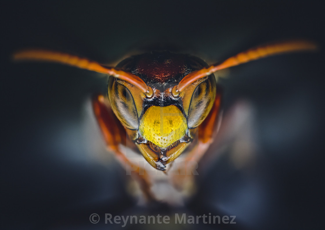 "Closeup of a Paper Wasp" stock image