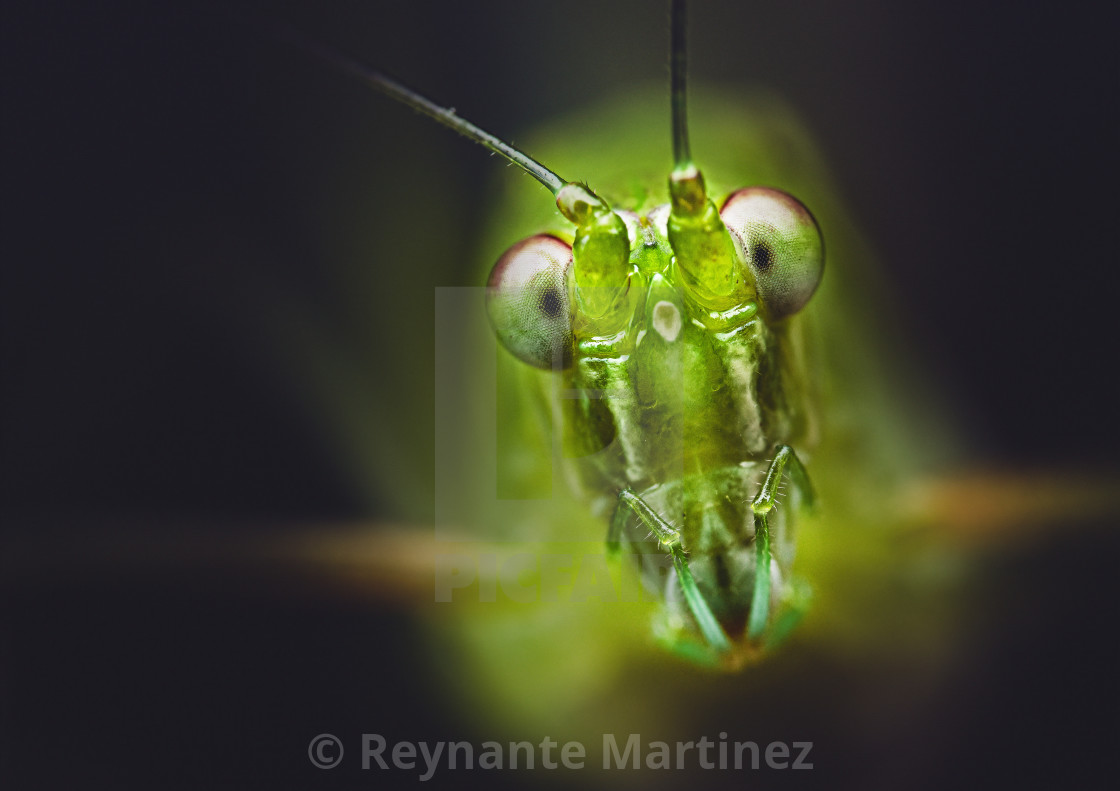 "Closeup of a Katydid" stock image