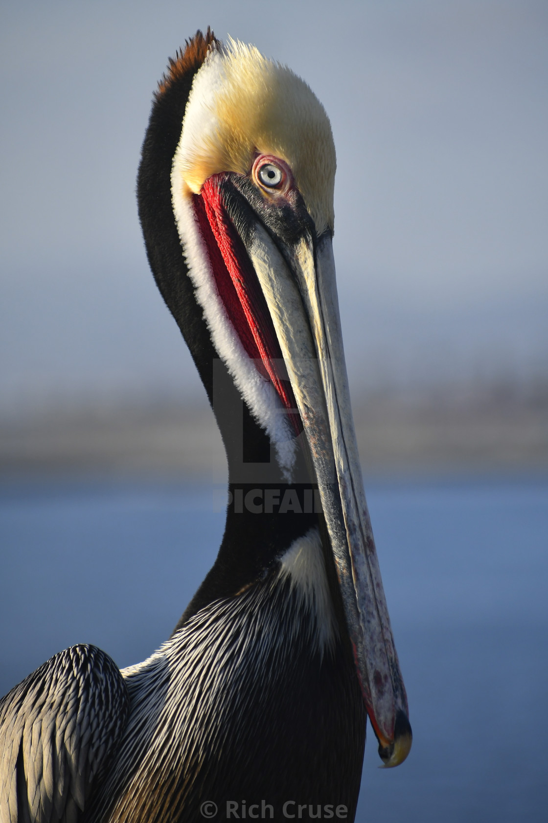 "Charlie the Pelican on the Pier" by Rich Cruse - $115.67 "Charlie the Pelican on the Pier" stock image