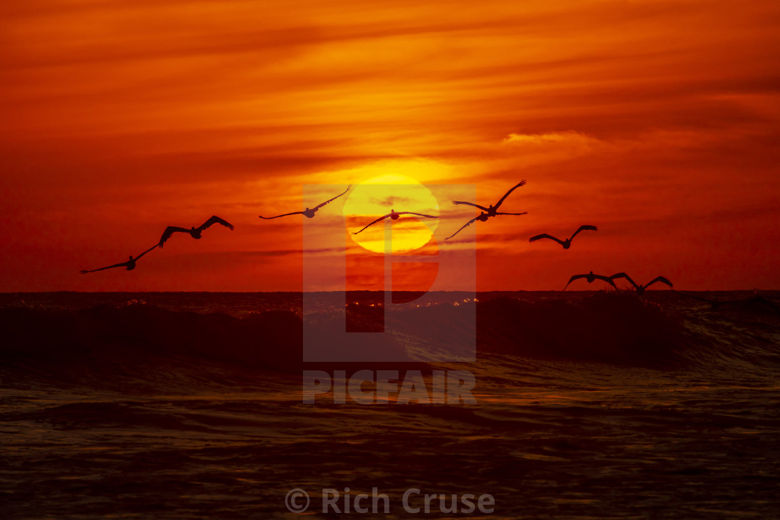 "Pelicans at Sunset in Oceanside, California" by Rich Cruse - $77.12 "Pelicans at Sunset in Oceanside, California" stock image
