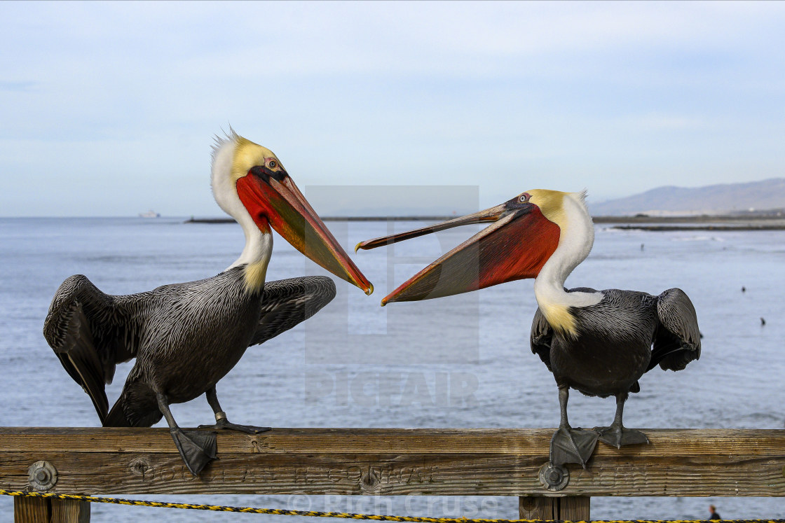 "Pelicans in Conversation on the Pier" by Rich Cruse - $77.12 "Pelicans in Conversation on the Pier" stock image