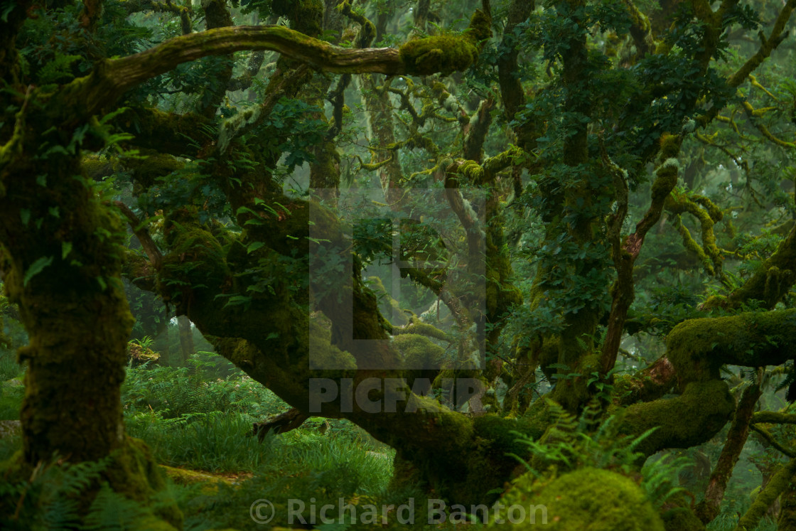 "Wistmans Woods" stock image