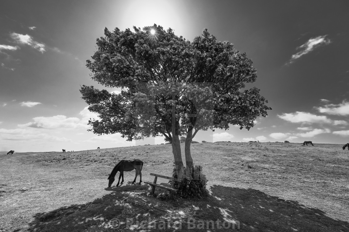 "Horse on Cissbury Ring" stock image