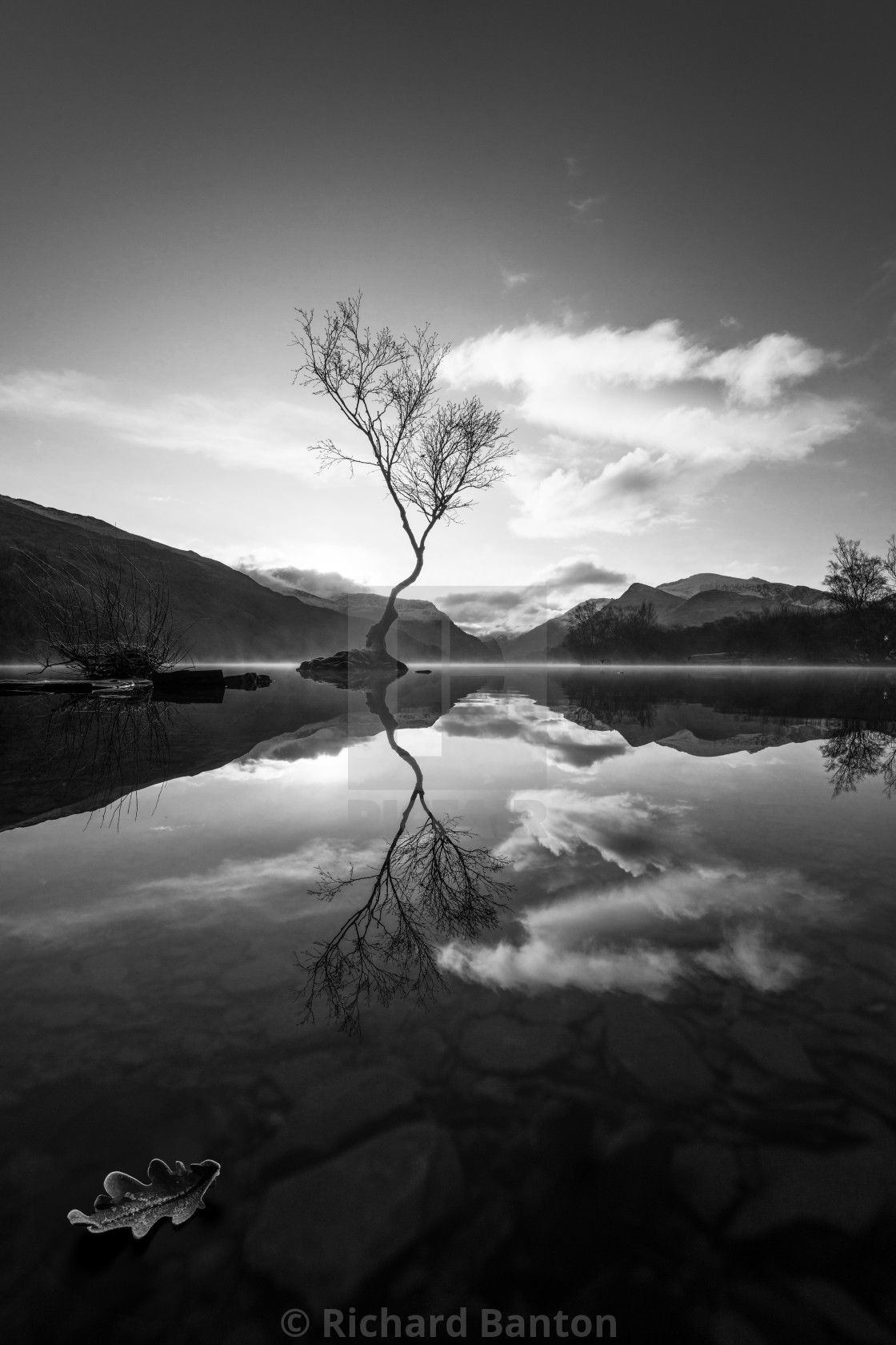 "llanberis Leaf B&W" stock image