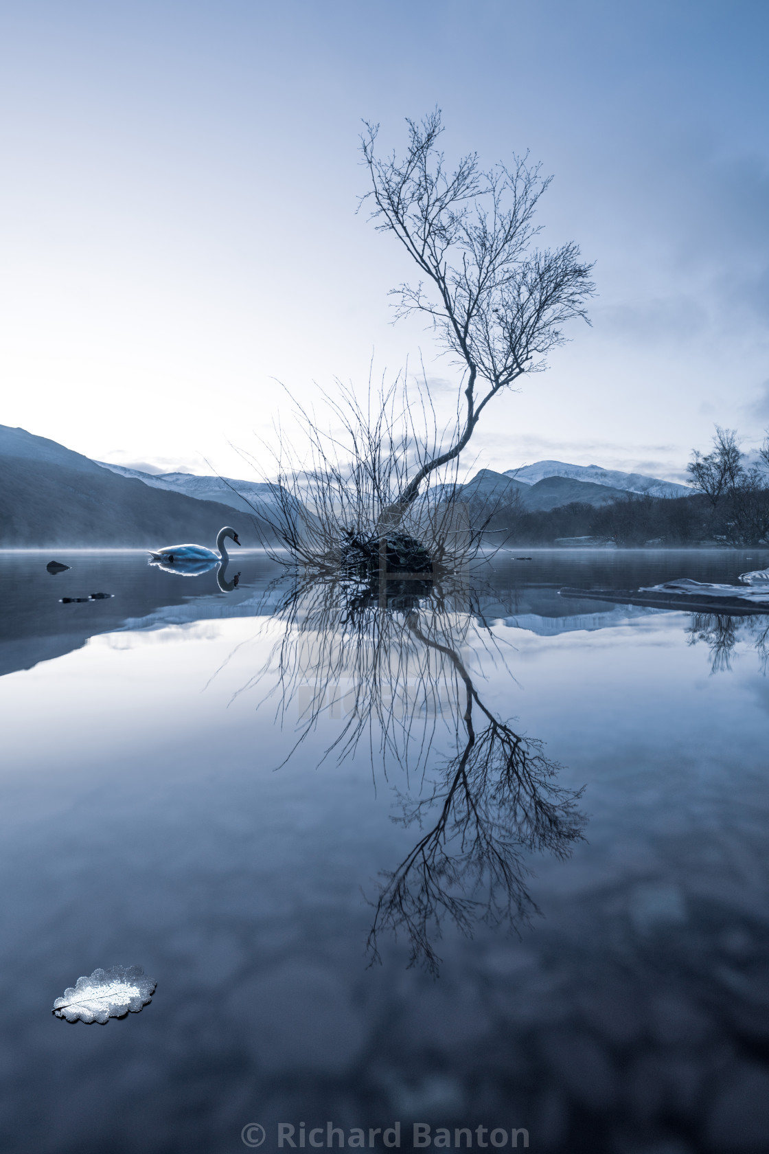 "Swan Lake" stock image