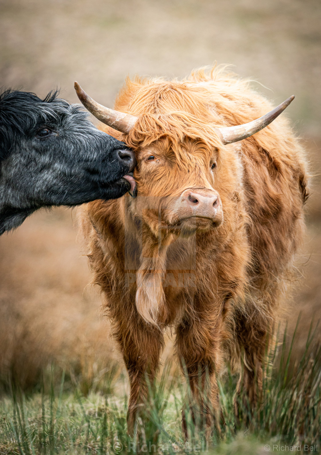 "Highland Cattle - Cheshire" stock image