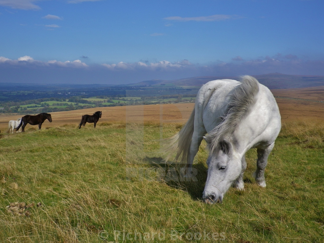 "DARTMOOR PONIES ON GIBBET HILL DEVON" by Richard Brookes - $18.07 "DARTMOOR PONIES ON GIBBET HILL DEVON" stock image