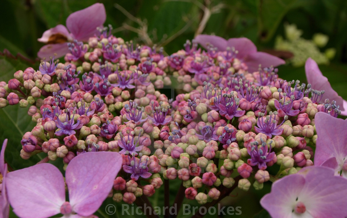 "PINK LACECAP HYDRANGEA FLOWER UMBEL MACRO" by Richard Brookes - $18.08 "PINK LACECAP HYDRANGEA FLOWER UMBEL MACRO" stock image