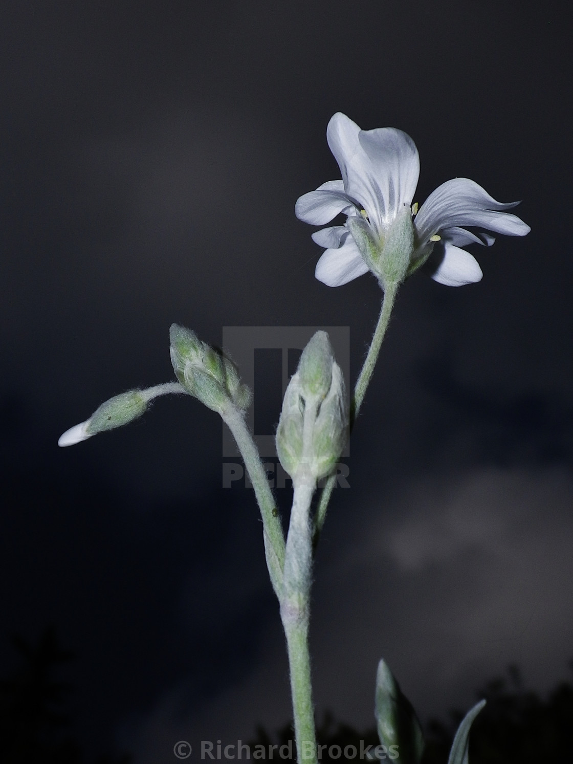"PURITY OF A SINGLE WHITE FLOWER AND BUDS" by Richard Brookes - $18.08 "PURITY OF A SINGLE WHITE FLOWER AND BUDS" stock image