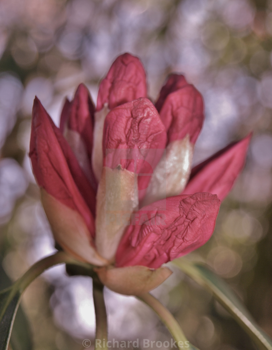 "PINK RHODODENDRON BUD MACRO" by Richard Brookes - $18.08 "PINK RHODODENDRON BUD MACRO" stock image