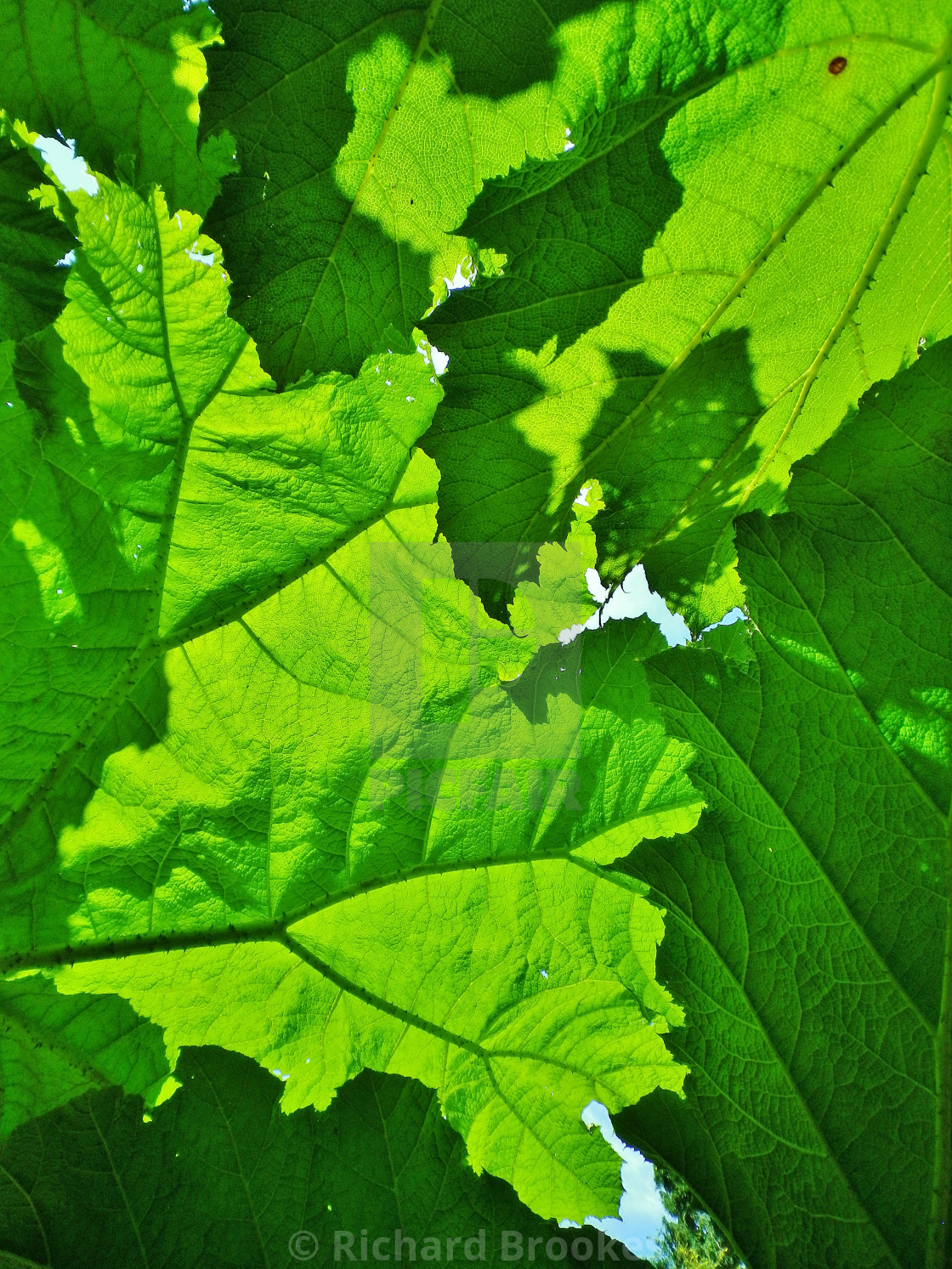 "GREEN LEAVES CANOPY OF GIANT RHUBARB" by Richard Brookes - $18.07 "GREEN LEAVES CANOPY OF GIANT RHUBARB" stock image