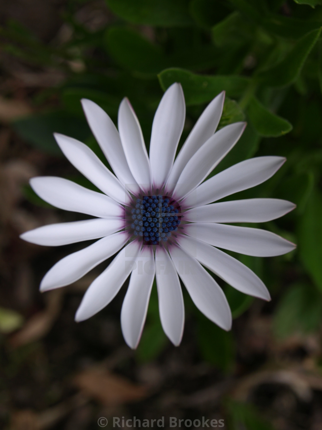 "PERFECT WHITE CAPE DAISY OSTEOSPERMUM FLOWER" by Richard Brookes - $18.07 "PERFECT WHITE CAPE DAISY OSTEOSPERMUM FLOWER" stock image