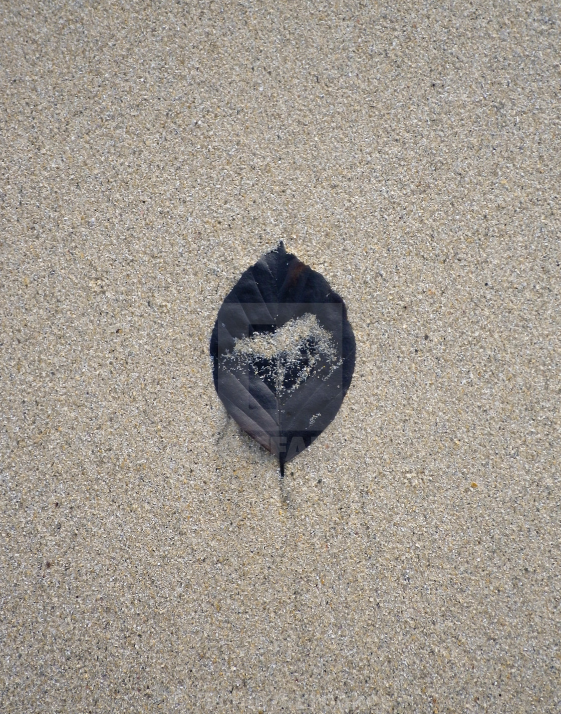 "BLACK LEAF ON SAND" by Richard Brookes - $18.07 "BLACK LEAF ON SAND" stock image