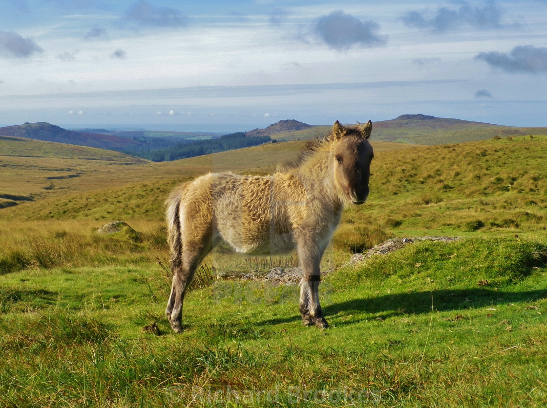 "DARTMOOR PONY FOAL ON MOOR DEVON" by Richard Brookes - $18.08 "DARTMOOR PONY FOAL ON MOOR DEVON" stock image