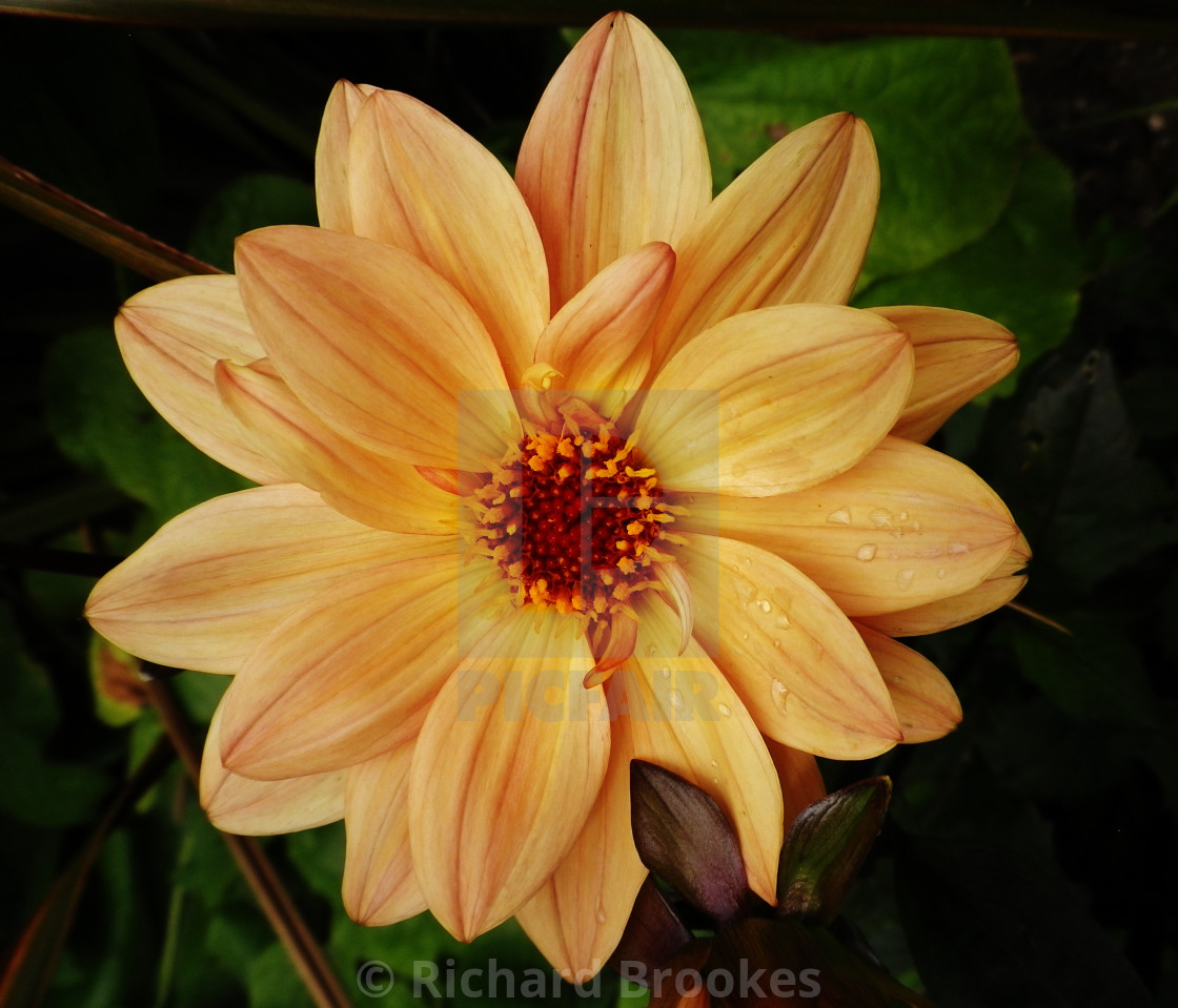"EVERYTHING IS JUST PEACHY DAHLIA" by Richard Brookes - $18.07 "EVERYTHING IS JUST PEACHY DAHLIA" stock image
