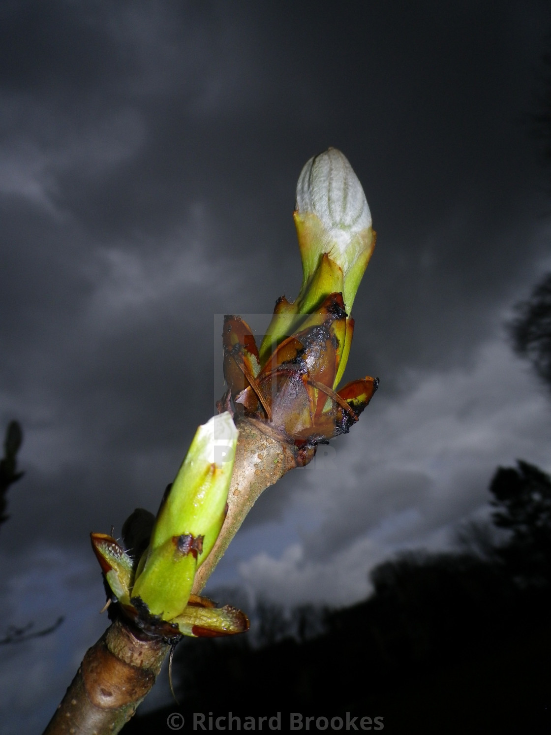 "HORSE CHESTNUT BUD AGAINST STORMY SKY" by Richard Brookes - $18.07 "HORSE CHESTNUT BUD AGAINST STORMY SKY" stock image