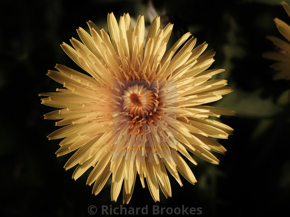 "DANDELION FLOWER DESATURATED MACRO" by Richard Brookes - $18.08 "DANDELION FLOWER DESATURATED MACRO" stock image