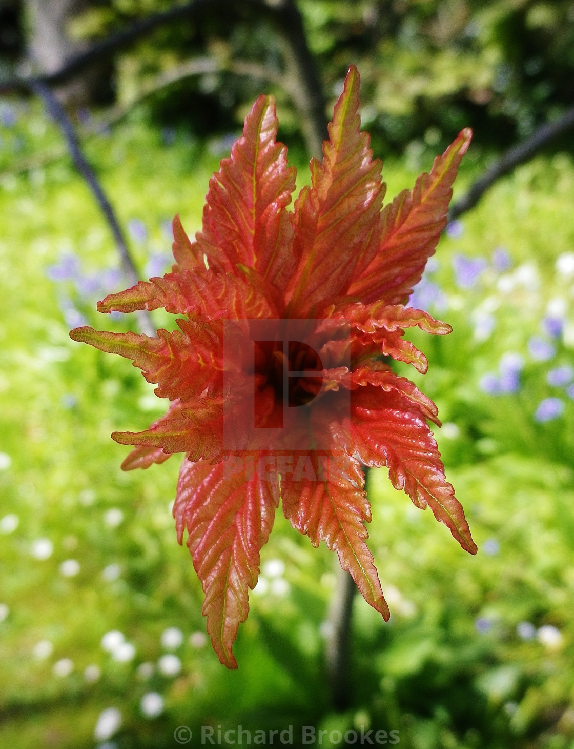 "FRESH PALE RED TREE LEAVES IN SPRING" by Richard Brookes - $18.08 "FRESH PALE RED TREE LEAVES IN SPRING" stock image