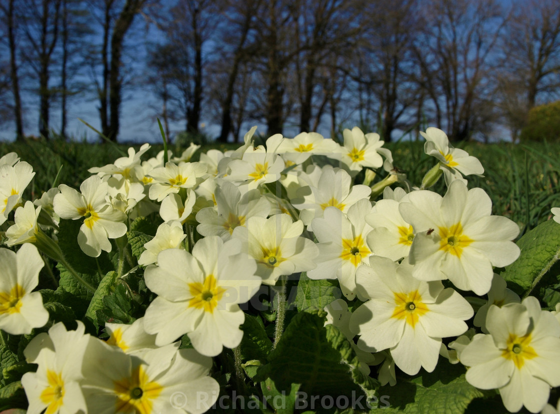 "PRIMROSE FLOWERS IN THE SPRING" by Richard Brookes - $18.07 "PRIMROSE FLOWERS IN THE SPRING" stock image