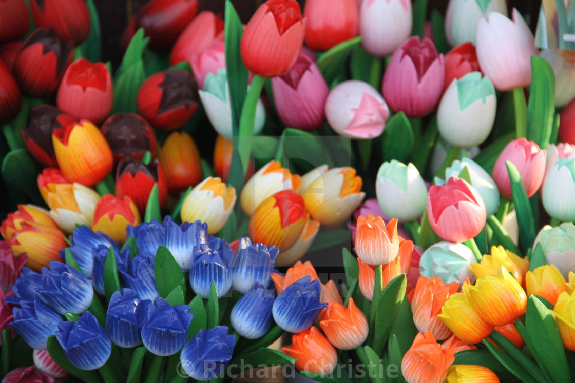 "Wooden Tulips" stock image