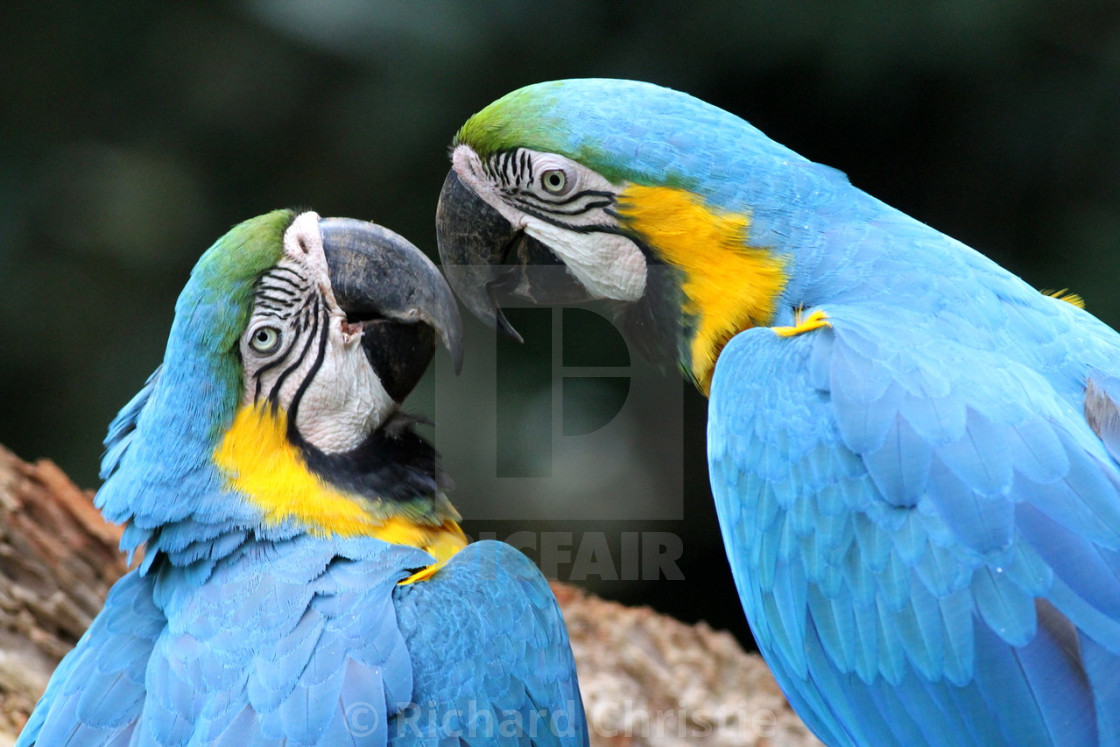 "Kisses in Nature" stock image