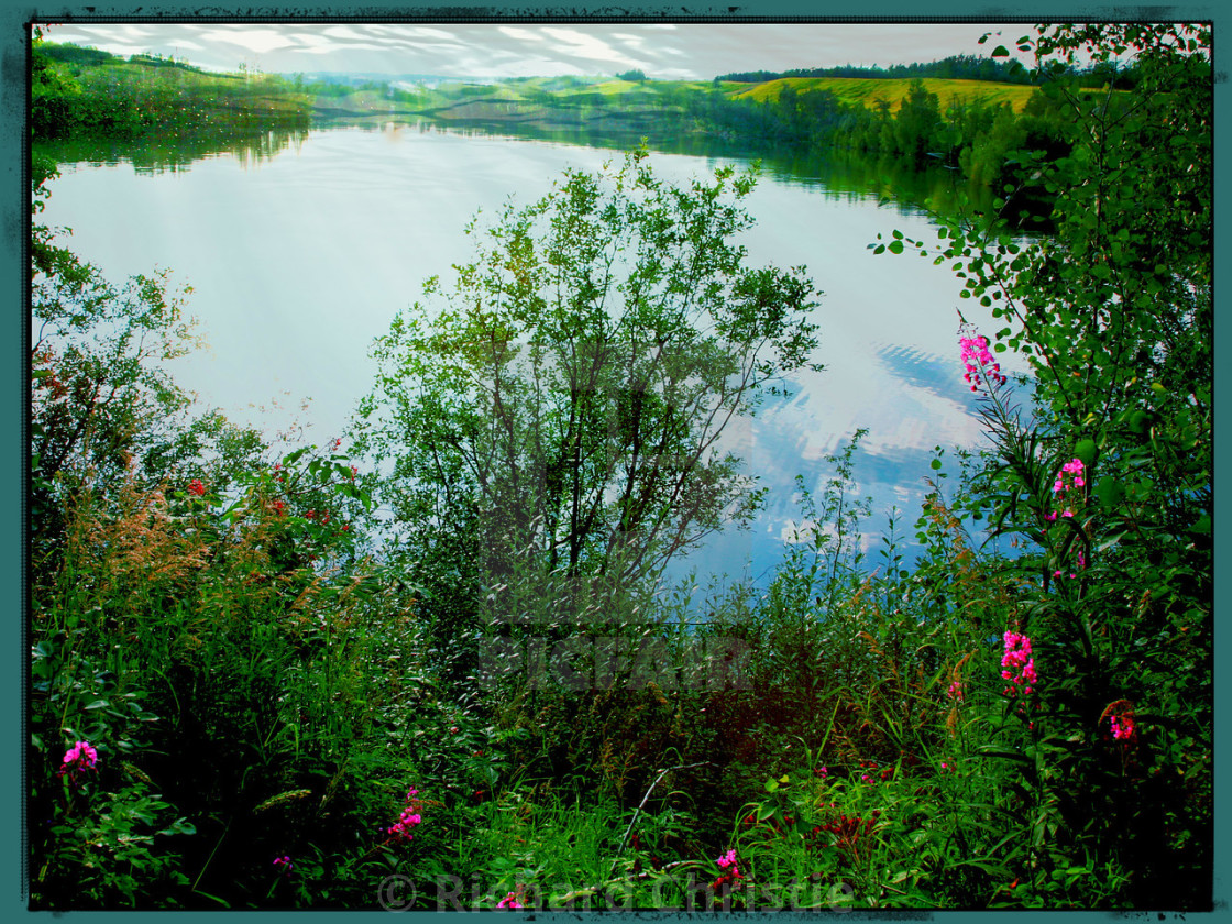 "Pink Flowers in fields of green" stock image