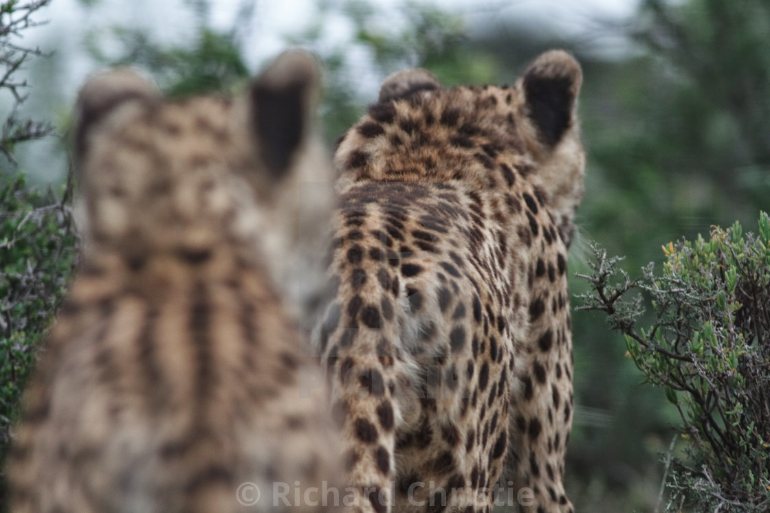 "Cheetah Stalking" stock image