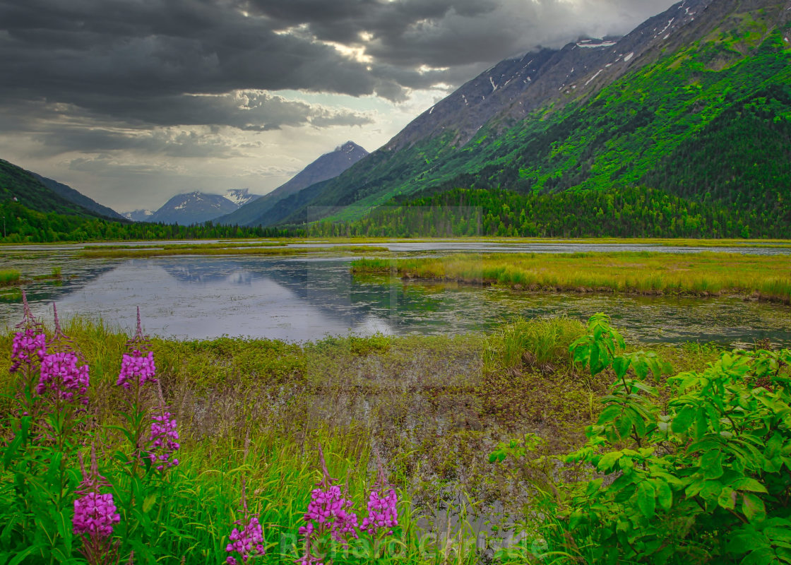 "Purple Flowers In Alaska" stock image