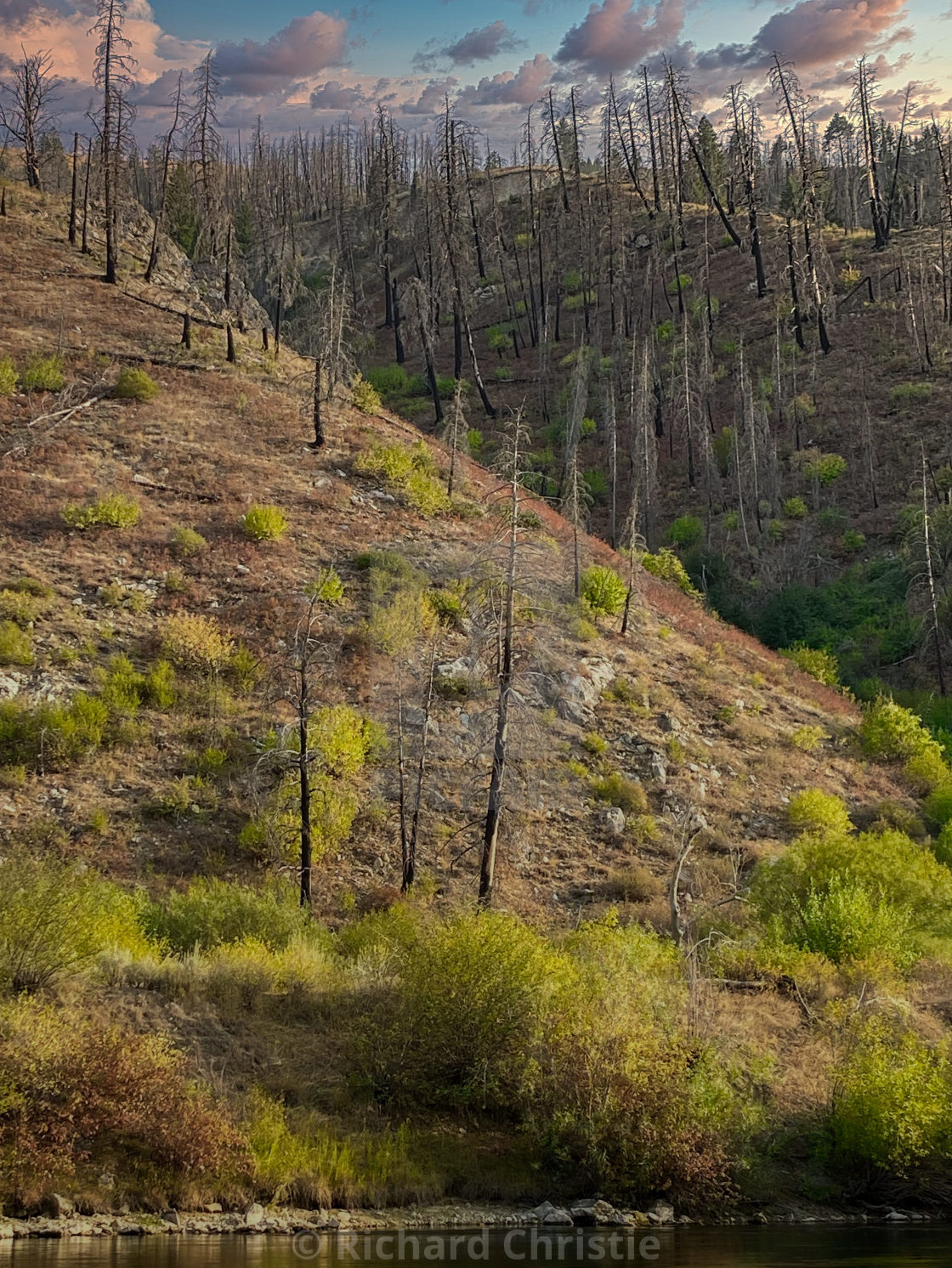 "Idaho Dead Trees" stock image