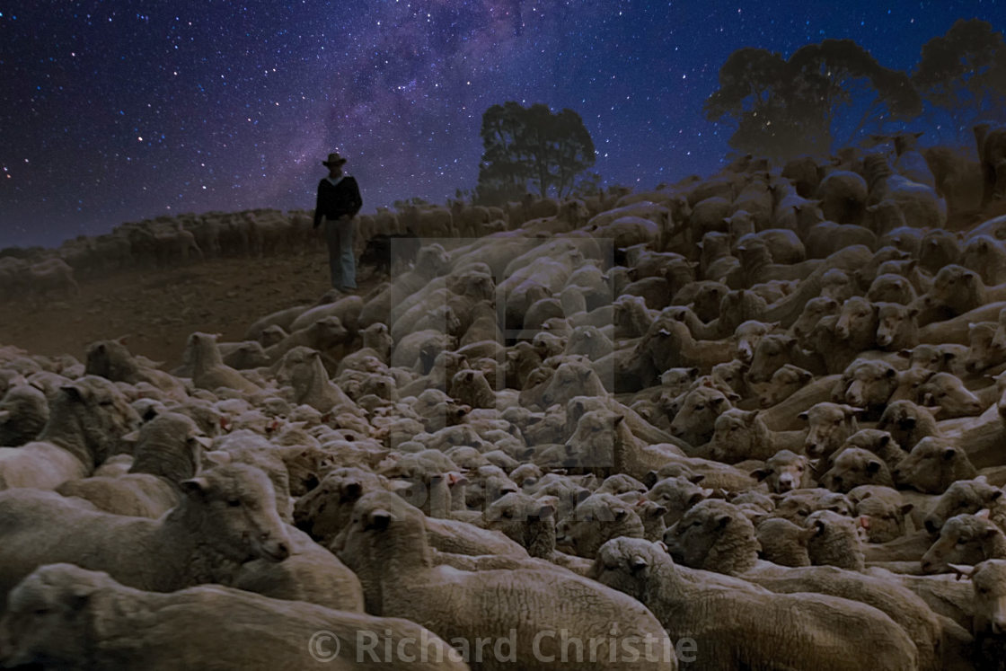 "Sheep at dawn New Zealand" stock image