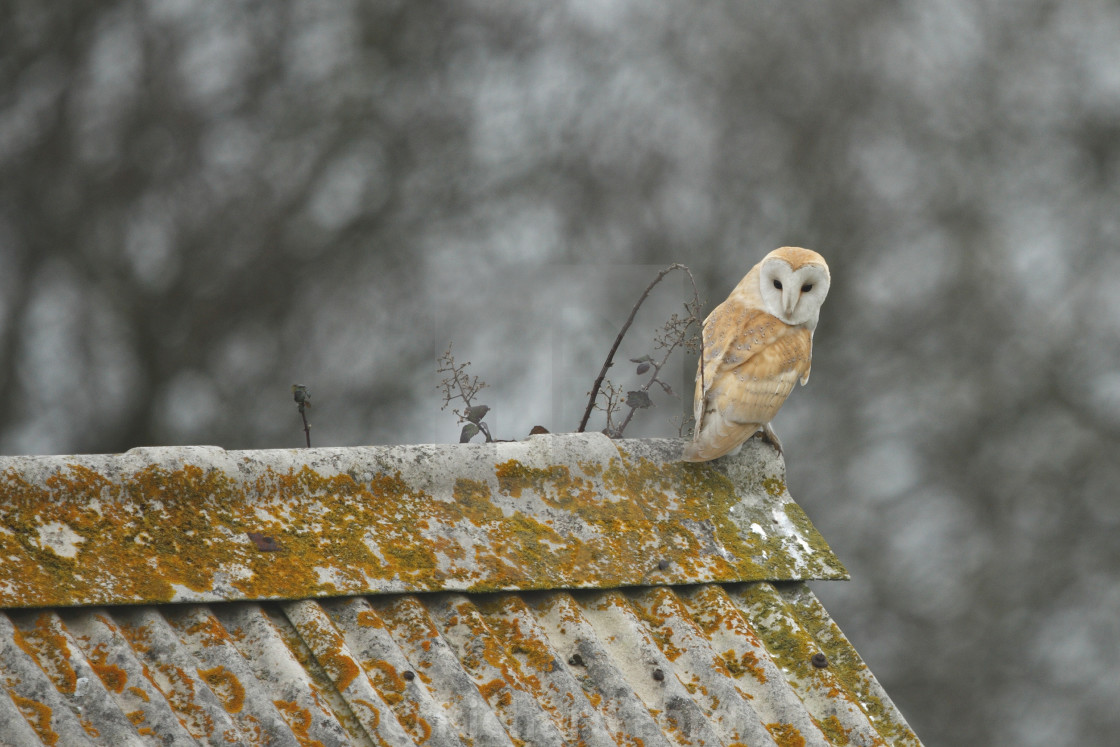 "Barn owl, Tyto alba," stock image