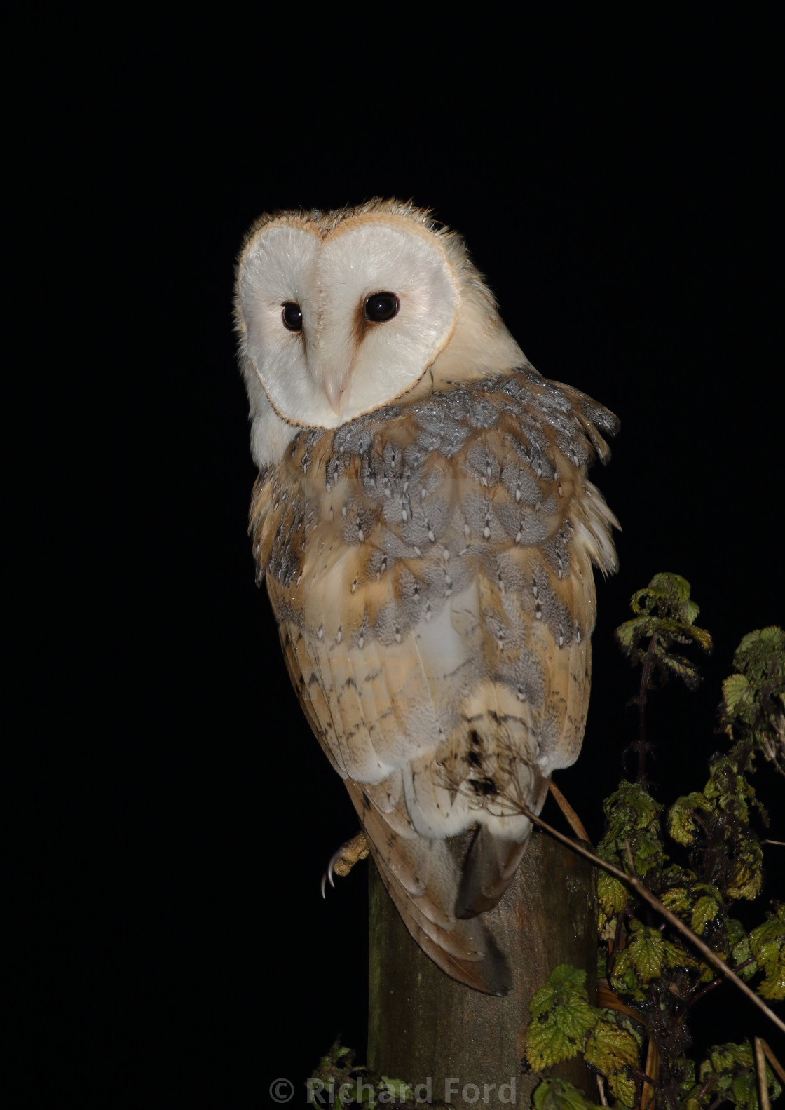 "Barn owl, Tyto alba" stock image