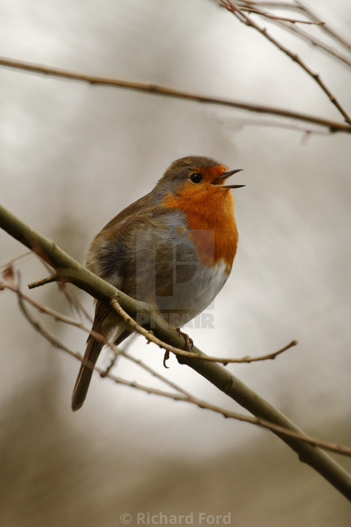 "Robin, Erithacus rubecula" stock image