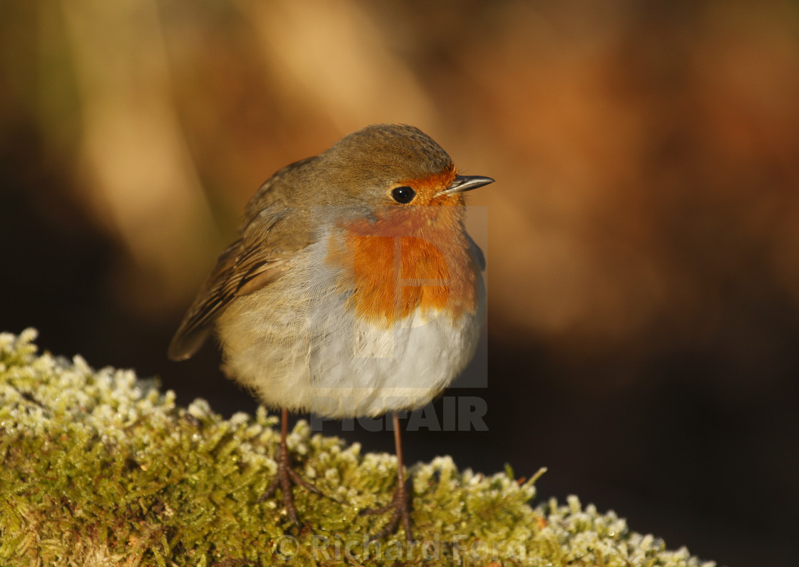 "Robin, Erithacus rubecula" stock image