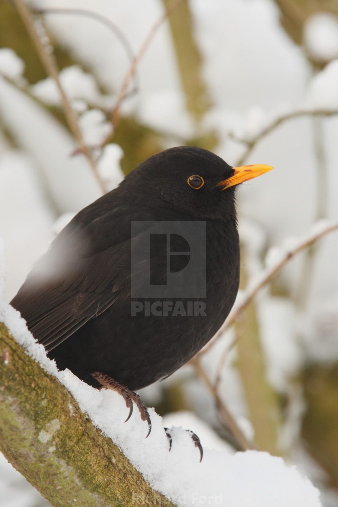 "Blackbird, Common blackbird, Turdus merula" stock image