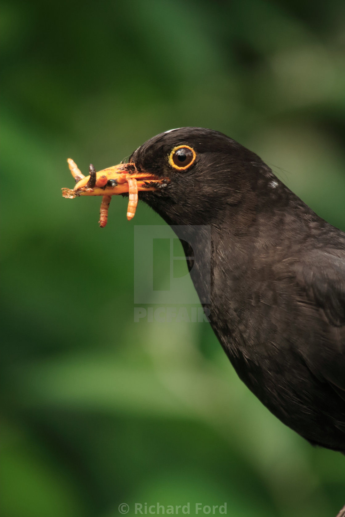 "Blackbird, Common blackbird, Turdus merula" stock image