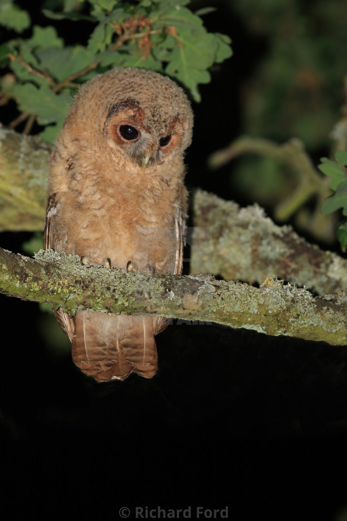 "Tawny Owl" stock image