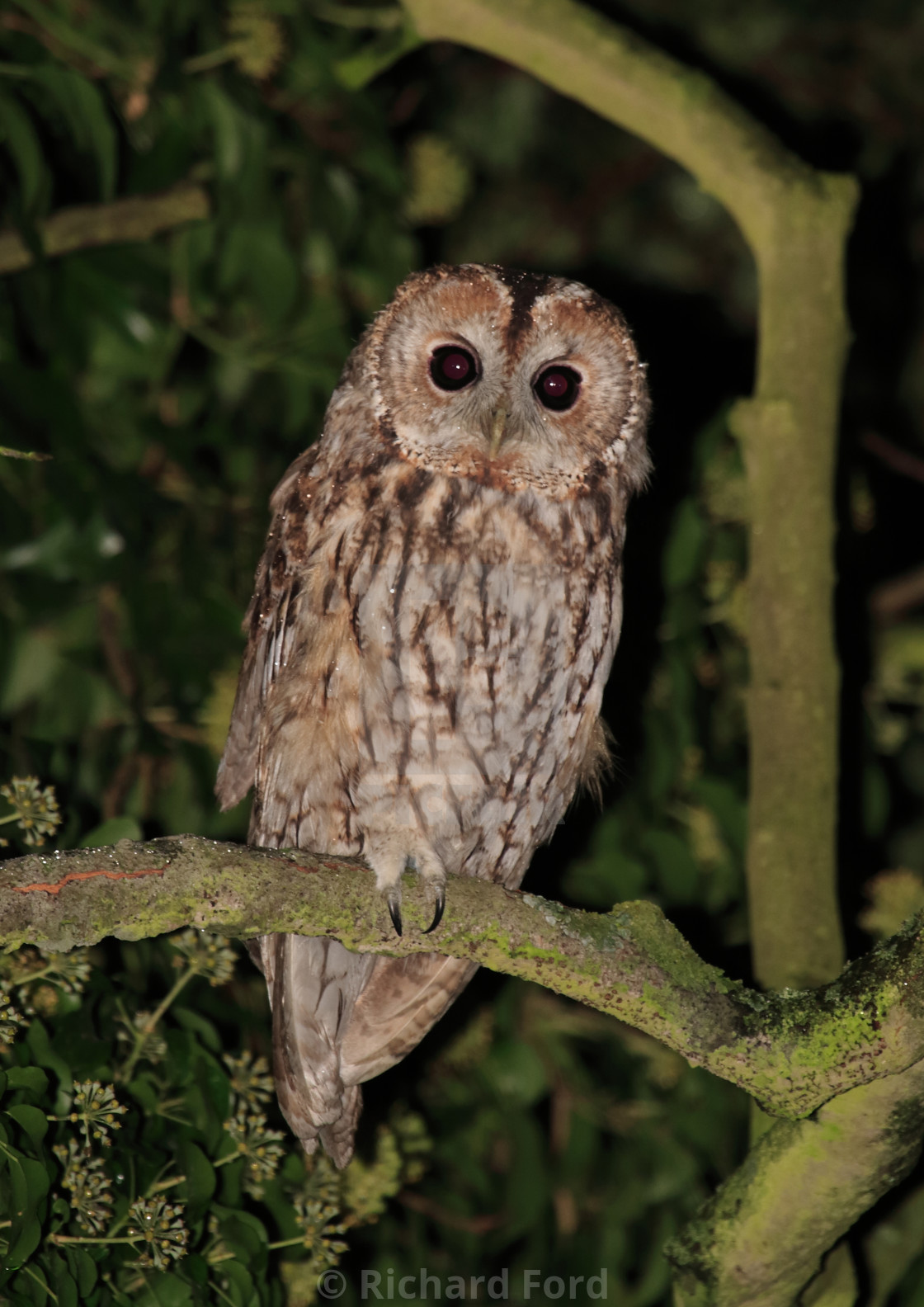 "Tawny Owl" stock image