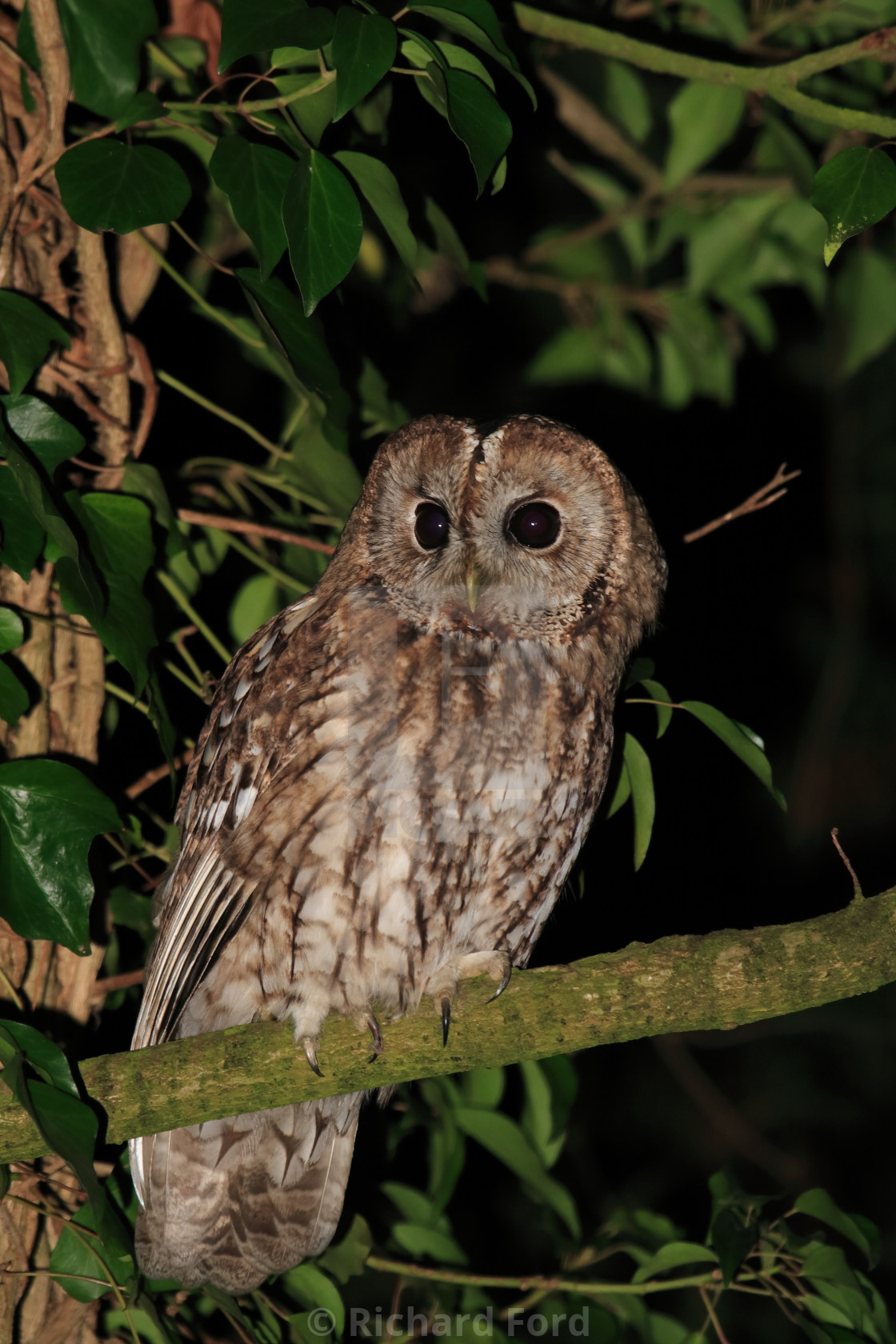 "Tawny Owl" stock image