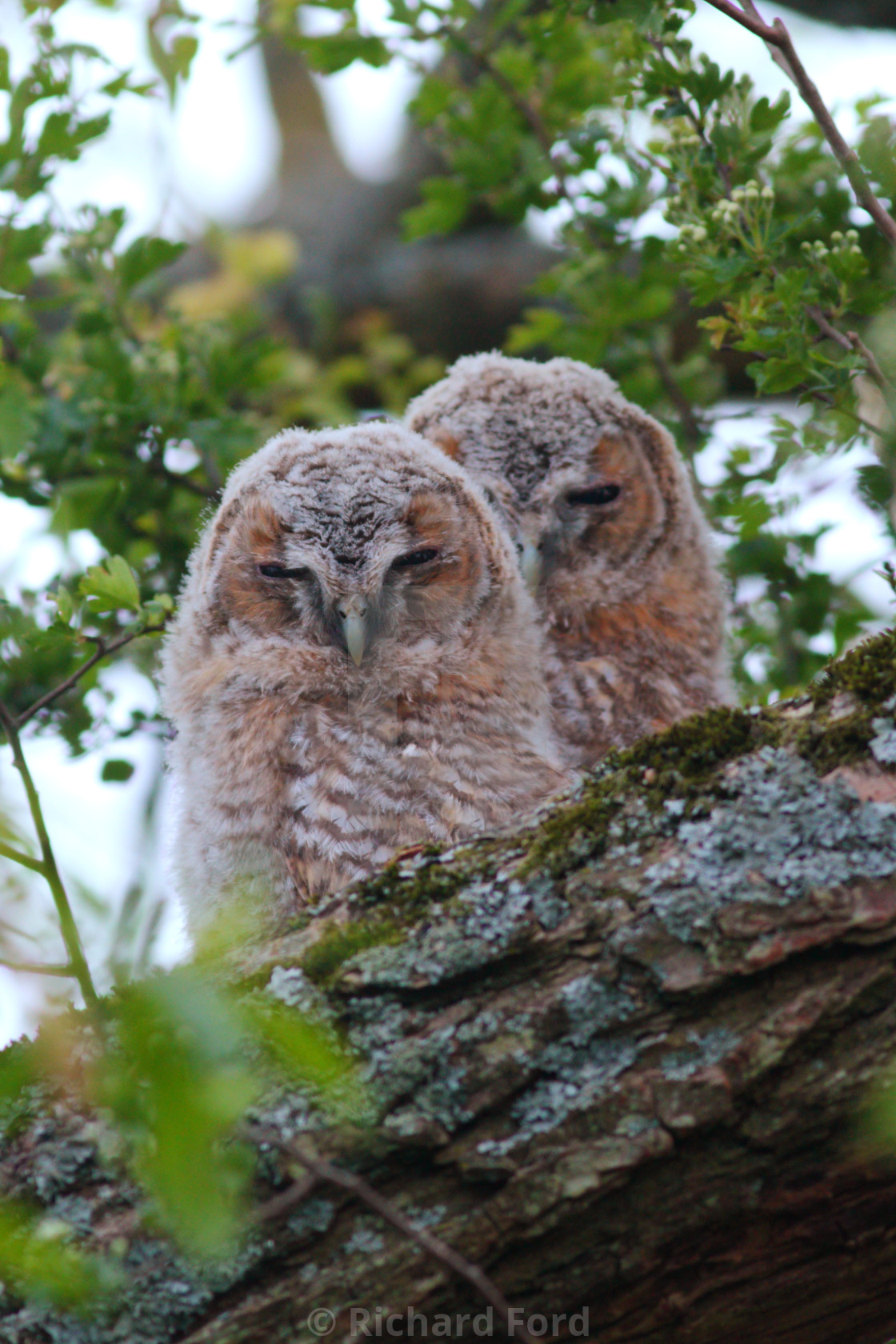 "Tawny Owl chick" stock image