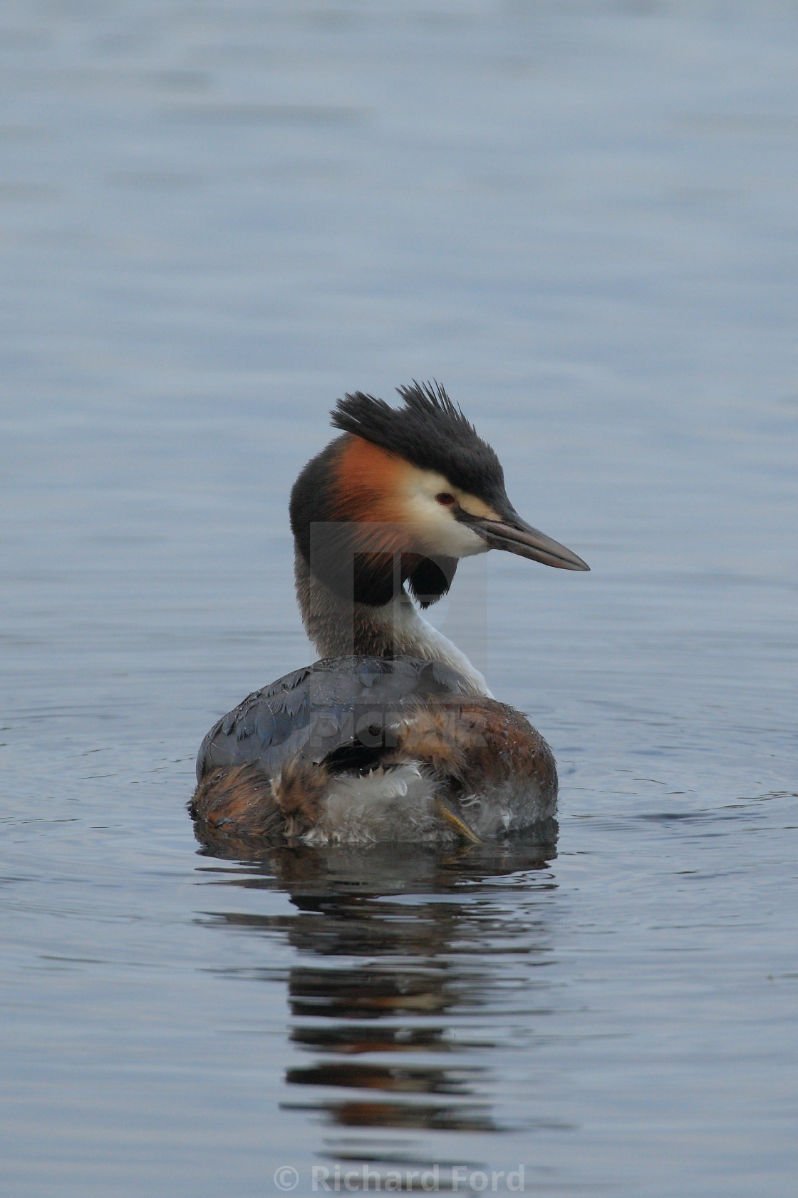 "great crested grebe, Podiceps cristatus, elegant water bird" stock image