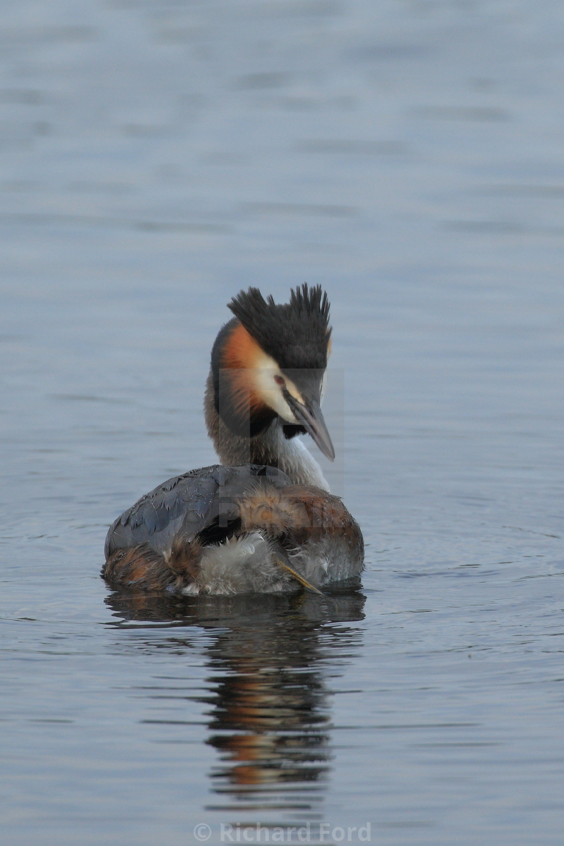 "great crested grebe, Podiceps cristatus, elegant water bird" stock image