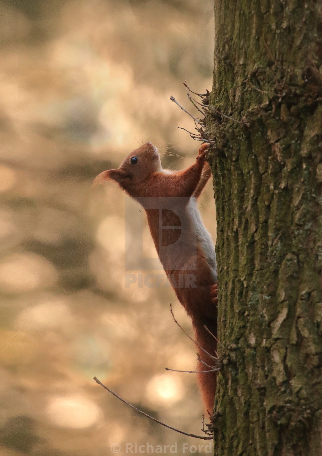 "Eurasian red squirrel, Sciurus vulgaris" stock image