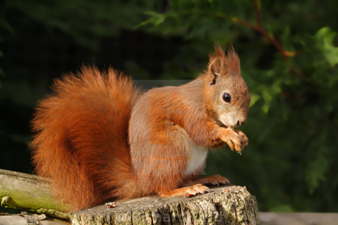 "Eurasian red squirrel, Sciurus vulgaris" stock image