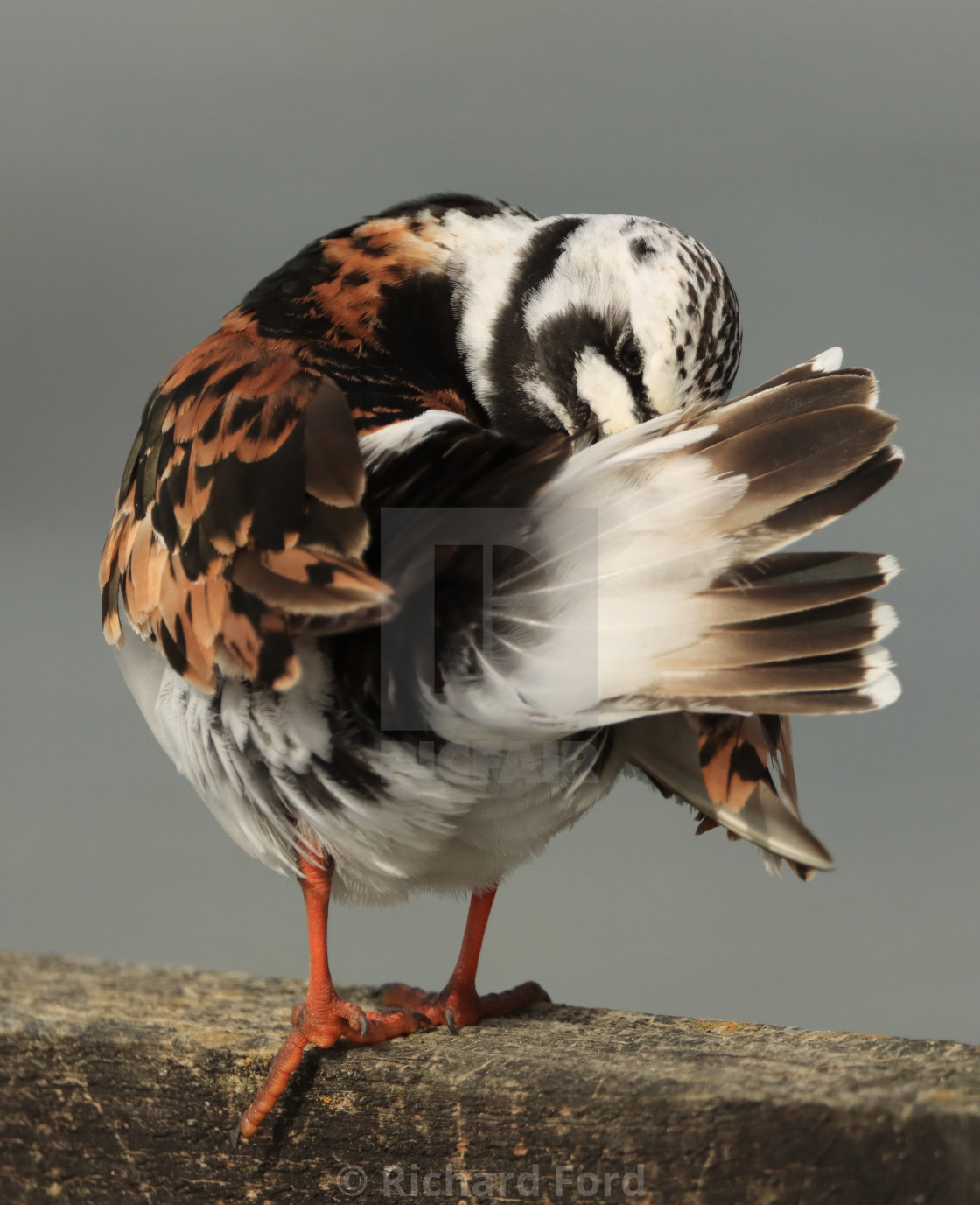 "Ruddy Turnstone, Arenaria interpres, in Hampshire in late summer. Adult summer plumage preening" stock image