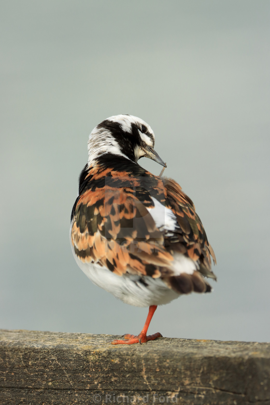 "Ruddy Turnstone, Arenaria interpres, in Hampshire in late summer. Adult summer plumage" stock image