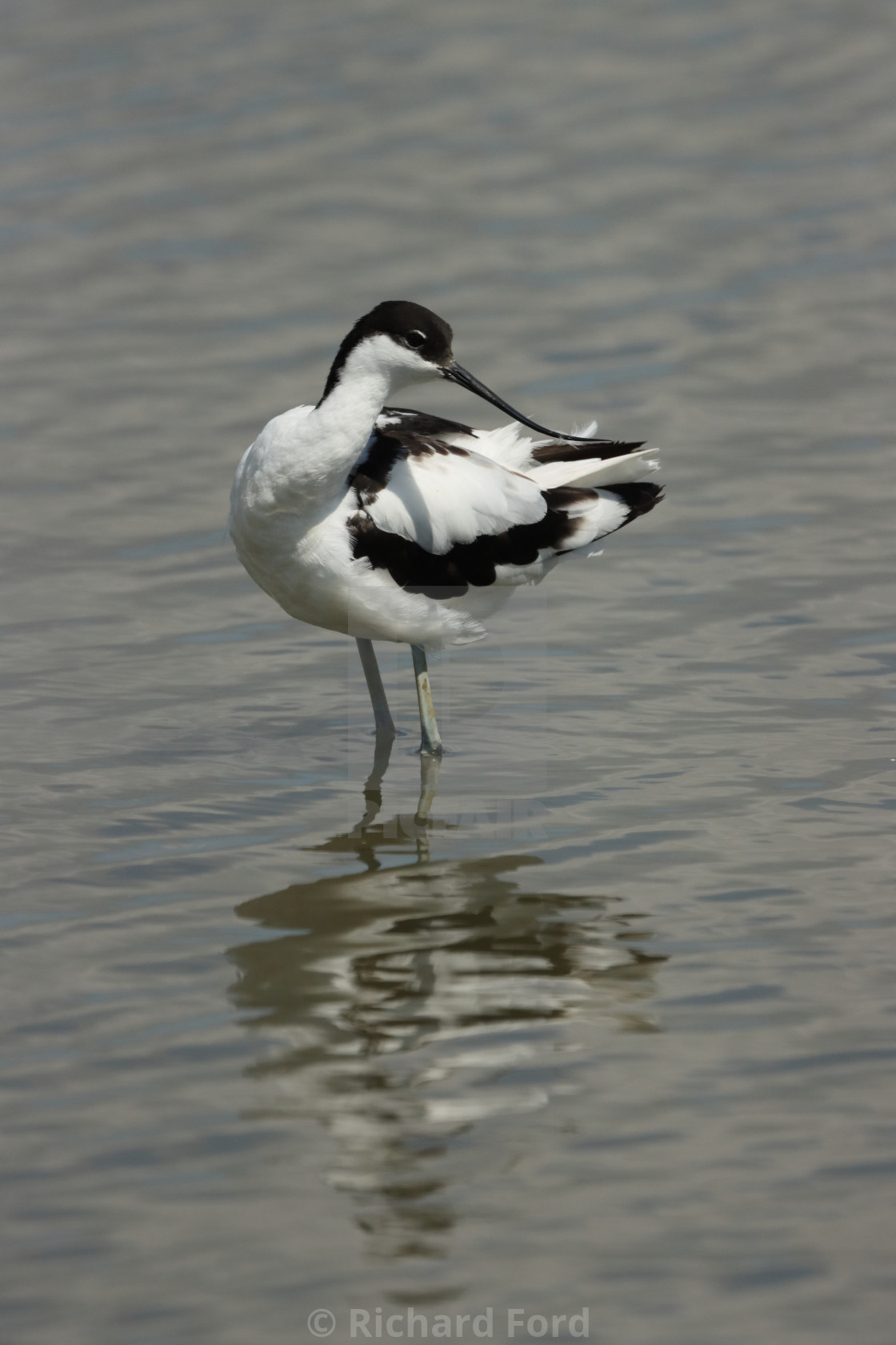 "Adult Pied avocet, Recurvirostra avosetta, in Hampshire United Kingdom in late summer." stock image